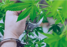 How Many Marijuana Arrests in Pennsylvania.png